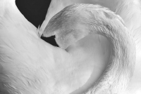 Картина на стекле Stamprint Белоснежный лебедь AN012 (80x120) - 