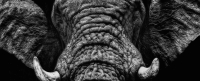 Картина на стекле Stamprint Бархатный слон AN005 (50x125) - 
