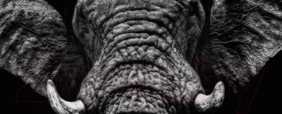 Картина на стекле Stamprint Бархатный слон AN005 (50x125)