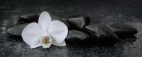 Картина на стекле Stamprint Белая орхидея 1 SP004 (50x125) - 