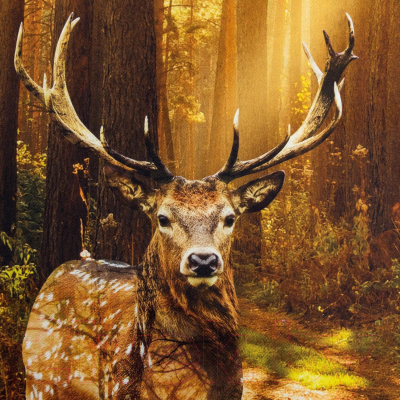 Изображение товара Полотенце Этель Лес / 3184280