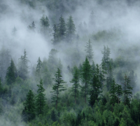 Фотообои листовые Vimala Зеленый лес 4 (270x300) - 