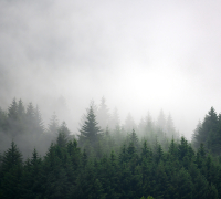 Фотообои листовые Vimala Лес в тумане 4 (270x300) - 