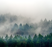 Фотообои листовые Vimala Лес в тумане 5 (270x300) - 