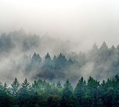 Фотообои листовые Vimala Лес в тумане 5 (270x300)