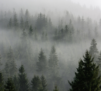 Фотообои листовые Vimala Лес в тумане 6 (270x300) - 