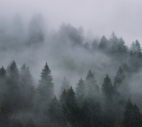 Фотообои листовые Vimala Лес в тумане 7 (270x300) - 