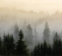 Фотообои листовые Vimala Лес в тумане 8 (270x300) - 