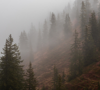 Фотообои листовые Vimala Лес в тумане 9 (270x300) - 
