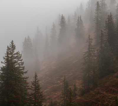 Фотообои листовые Vimala Лес в тумане 9 (270x300)