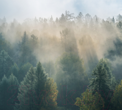 Фотообои листовые Vimala Солнечный лес (270x300)