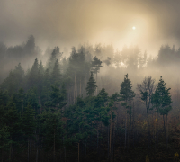 Фотообои листовые Vimala Солнечный лес 6 (270x300) - 