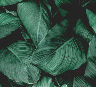 Фотообои листовые Vimala Объемные листья (270x300)
