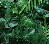 Фотообои листовые Vimala Объемные листья 2 (270x300) - 