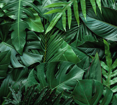 Фотообои листовые Vimala Объемные листья 2 (270x300)