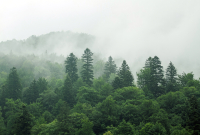 Фотообои листовые Vimala Зеленый лес 5 (270x400) - 
