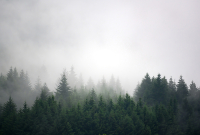 Фотообои листовые Vimala Лес в тумане 4 (270x400) - 