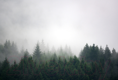 Фотообои листовые Vimala Лес в тумане 4 (270x400)