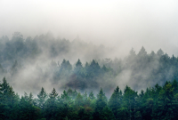 Фотообои листовые Vimala Лес в тумане 5 (270x400) - 