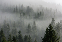 Фотообои листовые Vimala Лес в тумане 6 (270x400) - 