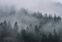 Фотообои листовые Vimala Лес в тумане 7 (270x400) - 