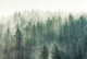 Фотообои листовые Vimala Солнечный лес 4 (270x400) -