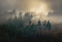 Фотообои листовые Vimala Солнечный лес 6 (270x400) - 