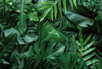 Фотообои листовые Vimala Объемные листья 2 (270x400) - 