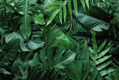 Фотообои листовые Vimala Объемные листья 2 (270x400)