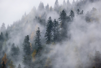 Фотообои листовые Vimala Лес в тумане 10 (270x400) - 