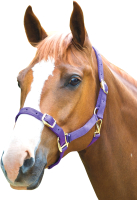 Недоуздок для лошади Shires COB 384B/PURPLE/COB (фиолетовый) - 