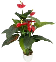 Искусственное растение Артфлора Антуриум h95 / 104005 (красный) - 