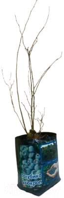 Саженец кустарника Бокша Голубика Блюкроп 0.4-0.6м (закрытая корневая система)