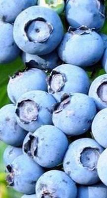 Саженец кустарника Салита Голубика Элизабет (2 года) - 