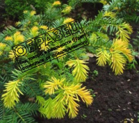 

Саженец дерева Красный клен, Тис ягодный Summergold