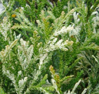 

Саженец кустарника Красный клен, Туевик долотовидный Variegata
