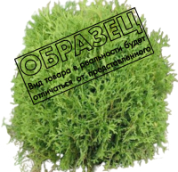

Саженец кустарника Красный клен, Туя западная Hoseri