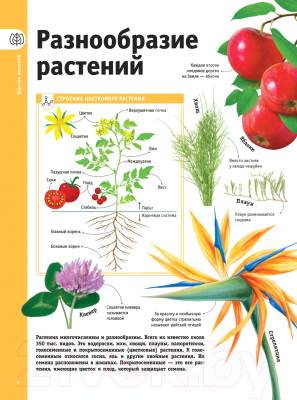 Энциклопедия АСТ Деревья, листья, цветы и семена (Спектор А.А.)