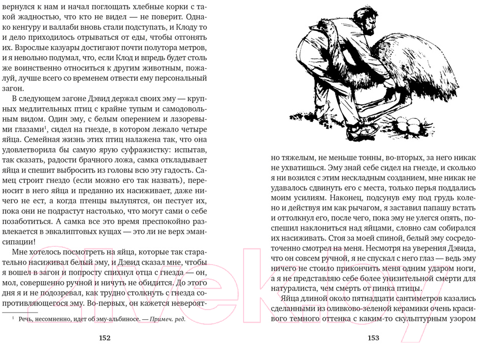 Художественная книга Азбука Путь кенгуренка. Поймайте мне колобуса (Даррелл Дж.) — фото 3