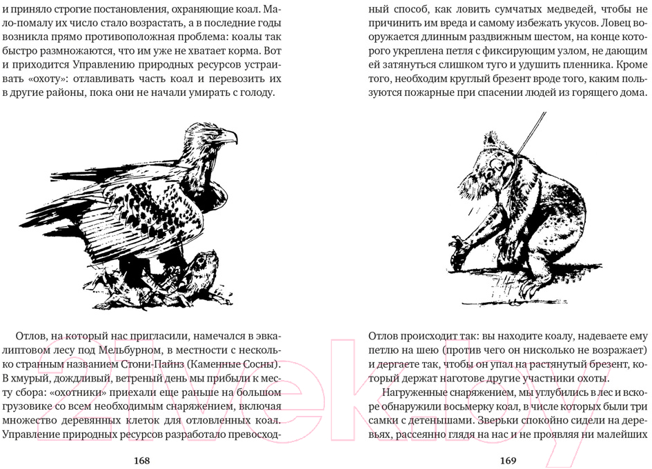 Художественная книга Азбука Путь кенгуренка. Поймайте мне колобуса (Даррелл Дж.) — фото 4