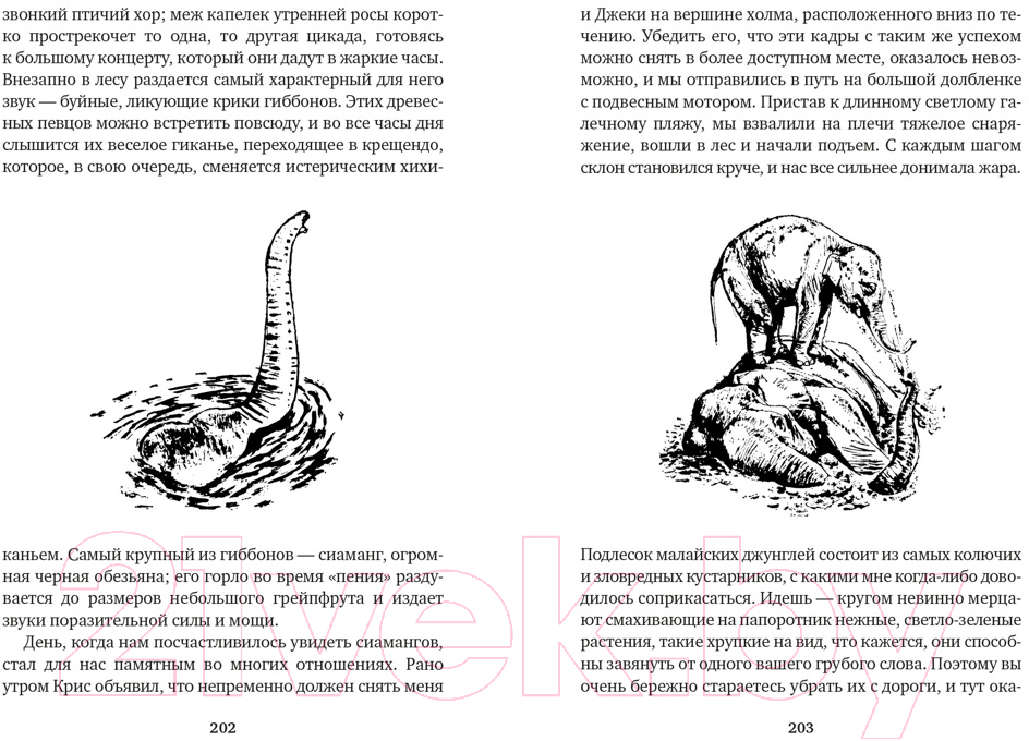 Художественная книга Азбука Путь кенгуренка. Поймайте мне колобуса (Даррелл Дж.) — фото 5
