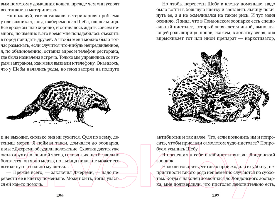 Художественная книга Азбука Путь кенгуренка. Поймайте мне колобуса (Даррелл Дж.) — фото 6