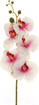 Искусственный цветок Koopman Фаленопсис / 80-384775 (кремово-розовая фуксия)