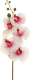 Искусственный цветок Koopman Фаленопсис / 80-384775 (кремово-розовая фуксия) - 