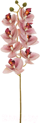 Искусственный цветок Koopman Фаленопсис / 80-401441 (сиреневый)
