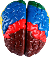 Анатомическая модель Sima-Land Мозг человека / 4623264 - 