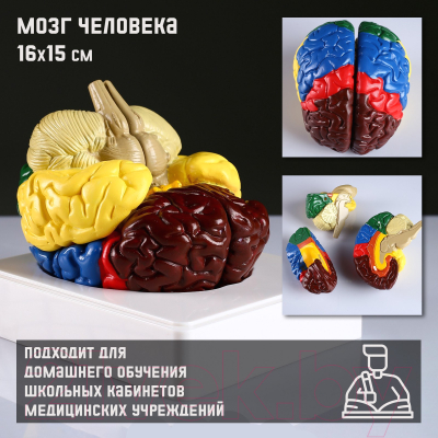 Анатомическая модель Sima-Land Мозг человека / 4623264