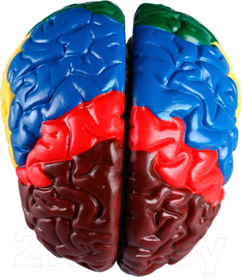 Анатомическая модель Sima-Land Мозг человека / 4623264