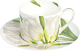 Чашка с блюдцем Taitu Freedom Flower 1-82-B (белый) - 