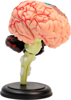 Анатомическая модель Sima-Land Мозг человека / 9278893 - 
